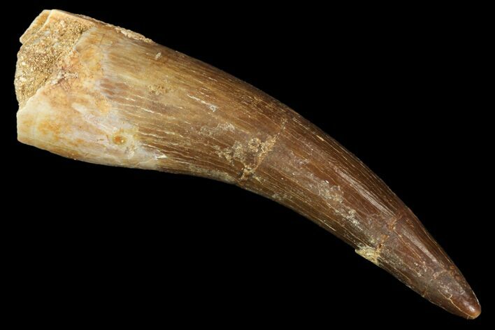 Fossil Plesiosaur (Zarafasaura) Tooth - Morocco #81555